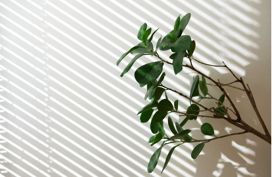 Top 5 Indoor Plants For Singapore