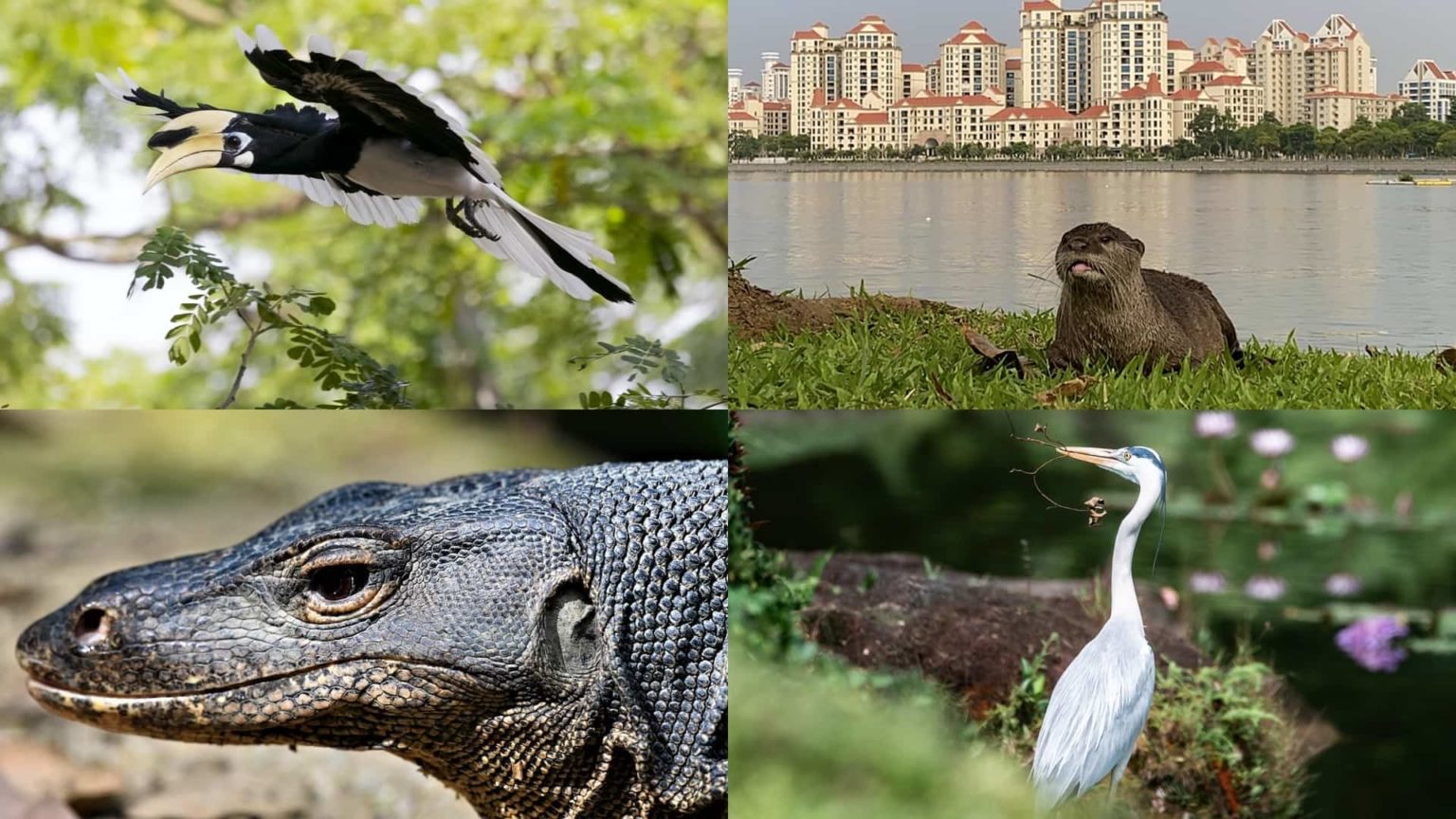 Spot Otters And Other Local Wildlife Along Singapore Sports Hub's Waterfront